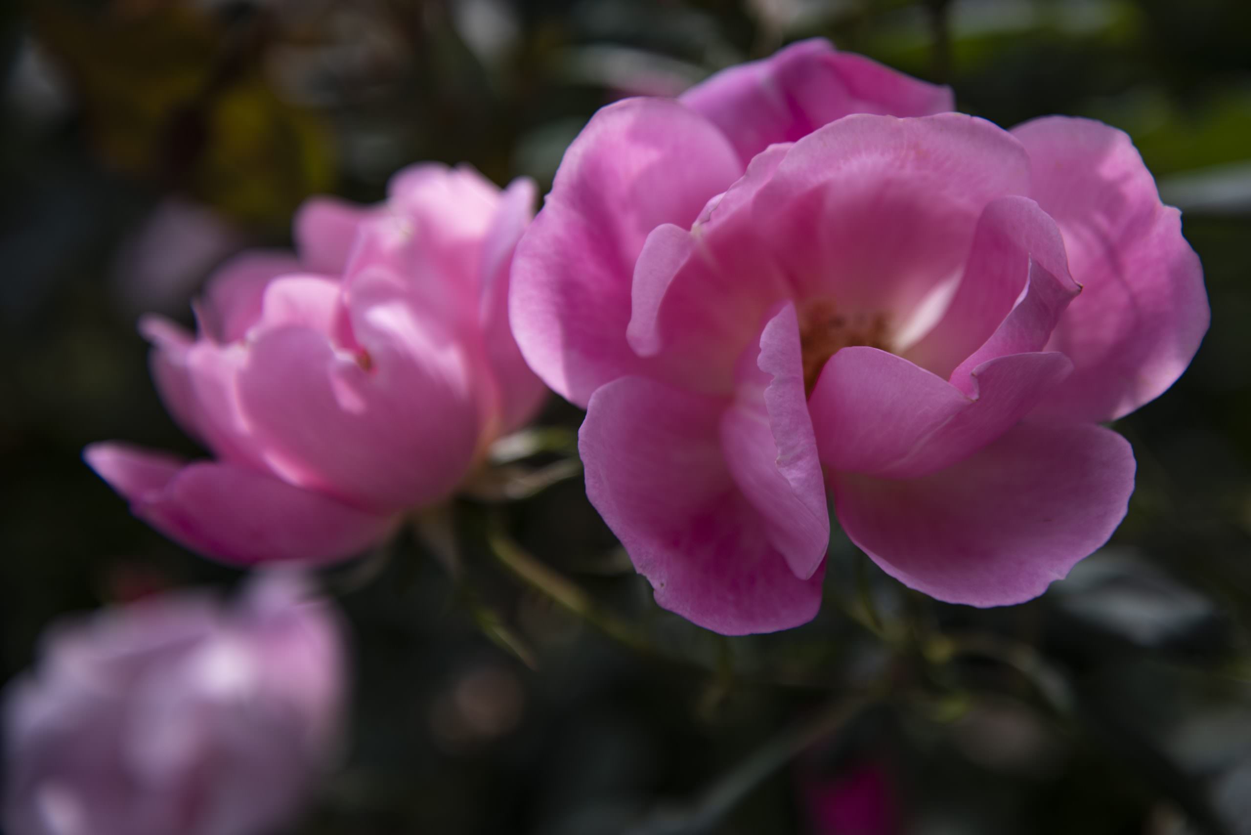 close-up of pink roses